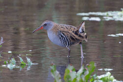 Water Rail photographed at Grand Pre on 5/11/2022. Photo: © Christopher Wilkinson