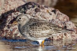 Purple Sandpiper photographed at Jaonneuse [JAO] on 23/11/2022. Photo: © Dave Carre
