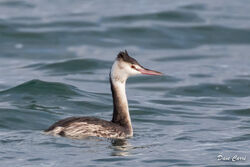 Great Crested Grebe photographed at Richmond [RIC] on 29/11/2022. Photo: © Dave Carre