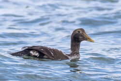 Eider photographed at Richmond [RIC] on 28/11/2022. Photo: © Dave Carre
