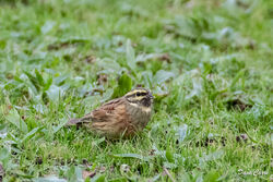Cirl Bunting photographed at Mt. Herault [MHE] on 6/12/2022. Photo: © Dave Carre