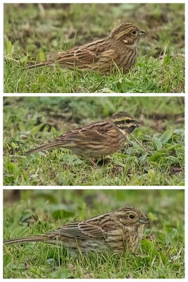 Cirl Bunting photographed at Mont Herault on 6/12/2022. Photo: ©  Rockdweller