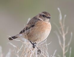 Stonechat photographed at Jaonneuse [JAO] on 12/12/2022. Photo: © Rod Ferbrache