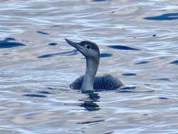 Red-throated Diver photographed at Portelet [PET] on 16/12/2022. Photo: © Wayne Turner