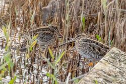 Jack Snipe photographed at Claire Mare [CLA] on 20/12/2022. Photo: © Rod Ferbrache