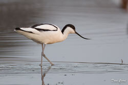 Avocet photographed at Colin Best NR [CNR] on 20/12/2022. Photo: © Dave Carre