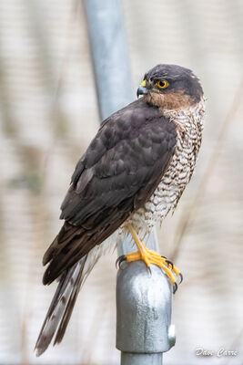 Sparrowhawk photographed at Vale Pond [VAL] on 14/1/2023. Photo: © Dave Carre