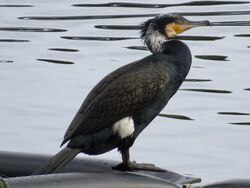 Cormorant photographed at Reservoir [RES] on 19/1/2023. Photo: © Wayne Turner