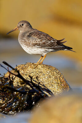 Purple Sandpiper photographed at Jaonneuse [JAO] on 19/2/2023. Photo: © Christopher Wilkinson