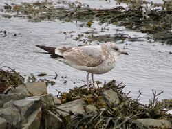 Common Gull photographed at Perelle [PER] on 25/2/2023. Photo: © Wayne Turner
