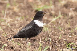 Ring Ouzel photographed at Pleinmont [PLE] on 10/4/2023. Photo: © Dave Carre