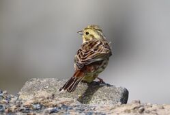 Yellowhammer photographed at Fort Doyle [DOY] on 1/5/2023. Photo: © Guy Oâ€™Regan