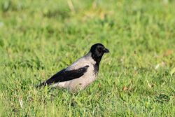 Hooded Crow photographed at Pleinmont [PLE] on 1/5/2023. Photo: &copy; Dave Carre