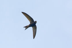 Swift photographed at Grand Pre on 3/5/2023. Photo: © Christopher Wilkinson