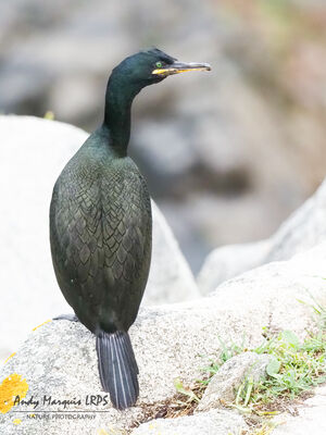 Shag photographed at Jethou [JET] on 13/5/2023. Photo: © Andy Marquis