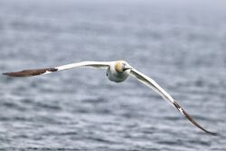 Gannet photographed at Herm [HER] on 14/5/2023. Photo: © Guy O’Regan