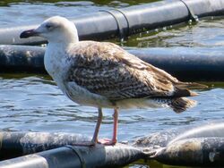 Great Black-backed Gull photographed at Reservoir [RES] on 16/5/2023. Photo: © Wayne Turner