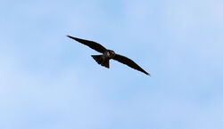 Hobby photographed at Route de Carteret on 19/5/2023. Photo: © Steve Down