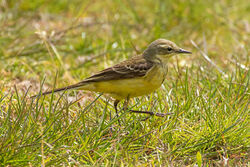 Yellow Wagtail photographed at Next to Clare Mare on 5/6/2023. Photo: © Rod Ferbrache