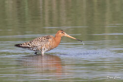 Black-tailed Godwit photographed at Claire Mare [CLA] on 17/6/2023. Photo: © Dave Carre
