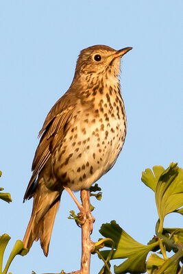 Song Thrush photographed at Jerbourg [JER] on 17/7/2023. Photo: © Tim Maclure