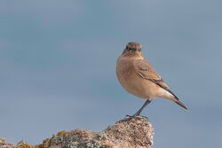 Wheatear photographed at Fort Hommet [HOM] on 7/8/2023. Photo: © Rod Ferbrache