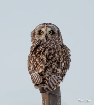 Short-eared Owl photographed at Undisclosed site on 21/8/2023. Photo: © Dave Carre