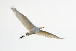 Great White Egret photographed at Vale Pond [VAL] on 9/9/2023. Photo: © Christopher Wilkinson