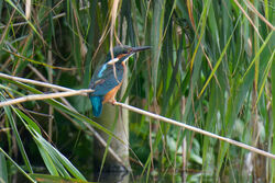 Kingfisher photographed at Rue des Bergers [BER] on 11/9/2023. Photo: © Christopher Wilkinson