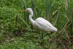 Great White Egret photographed at Talbot Valley [TAL] on 20/9/2023. Photo: © Rod Ferbrache