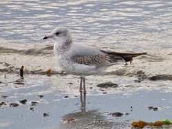 Common Gull photographed at Perelle [PER] on 23/10/2023. Photo: © Wayne Turner