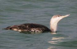 Red-throated Diver photographed at Fort Grey on 6/12/2023. Photo: ©  Rockdweller