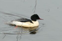 Photographed at Vale Pond [VAL]. on 14/1/2024. Photo: &copy; Cindy Loaring