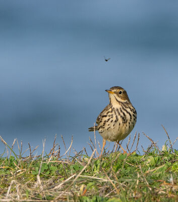 Photographed at Select location. on 1/2/2024. Photo: &copy; Julie Davis