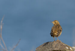 Photographed at Jaonneuse. on 1/2/2024. Photo: &copy; Julie Davis