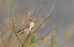Photographed at Fort Hommet. on 11/3/2024. Photo: &copy; Julie Davis