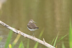 Photographed at Select location. on 25/8/2024. Photo: &copy; Julie Davis