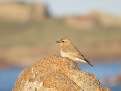 Photographed at Fort Hommet. on 27/10/2024. Photo: &copy; Mark Guppy