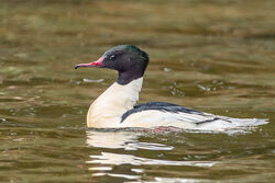 Photographed at Reservoir. on 4/2/2025. Photo: &copy; Dave Carre