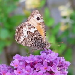 Photographed at Torteval. on 25/7/2025. Photo: © Wayne Turner