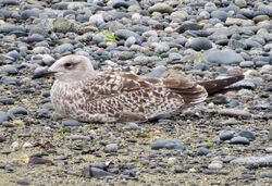 Photographed at Perelle. on 12/8/2025. Photo: © Wayne Turner