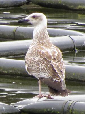 Photographed at Reservoir. on 12/8/2025. Photo: © Wayne Turner