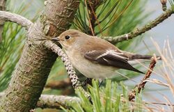 Photographed at Fort Hommet. on 13/8/2025. Photo: ©  Rockdweller