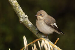 Photographed at Fort Hommet. on 19/8/2025. Photo: © Dave Carre