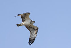 Photographed at Pleinmont. on 23/8/2025. Photo: © Dave Carre