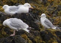 Photographed at Rocquaine. on 30/8/2025. Photo: © Wayne Turner