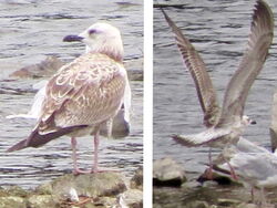 Photographed at Reservoir. on 7/9/2025. Photo: © Wayne Turner