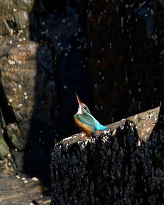 Photographed at Sark [SAK]. on 22/8/2025. Photo: © Xaver Gilch