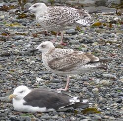 Photographed at Perelle. on 14/9/2025. Photo: © Wayne Turner