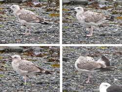Photographed at Perelle. on 14/9/2025. Photo: © Wayne Turner